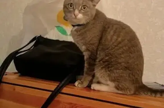 Найдена кошка, Казань, фото: Кошка найдена: ул. Лаврентьева, Казань