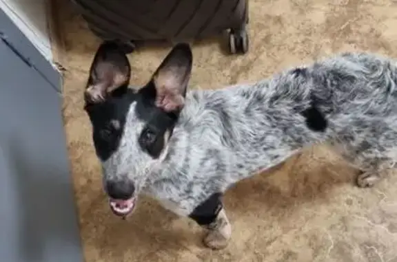 Найдена собака, Севастополь, фото: Найдена собака, ул. Пожарова 7, Севастополь