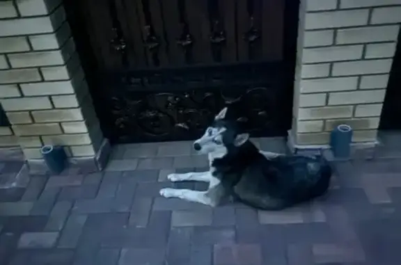 Хаски найдена на Будённого 502/1, Краснодар