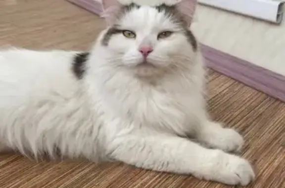 Кошка найдена: ул. 30 лет Победы, 146 к1