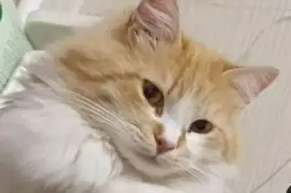 Кошки потеряшки, Красково, фото: Потеряшка кошка, ул. Некрасова, 3, Красково