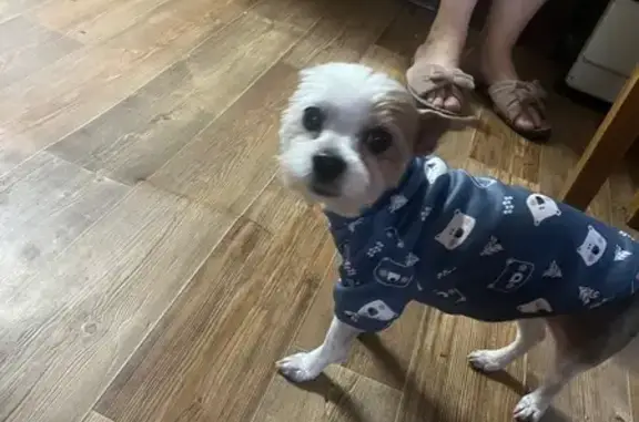 Собаки потеряшки, Борисова Грива, фото: Потеряшка собака, Борисова Грива, Центр. ул.