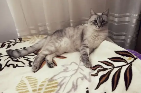 Кошки потеряшки, Караваево, фото: Потеряшка кошка, Пионерская ул. 1, Караваево