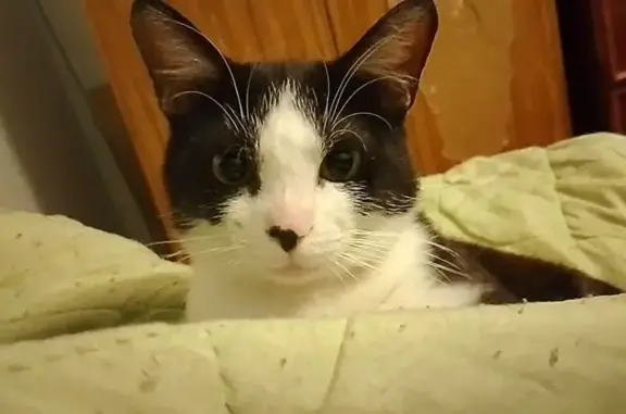 Кошки потеряшки, Новопокровская, фото: Потеряшка кот Ростик, ул. Ленина 80, Новопокровская