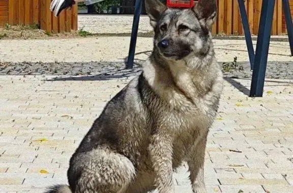 Собаки потеряшки, Московская область, фото: Потеряшка собака Глаша, МО, особые приметы