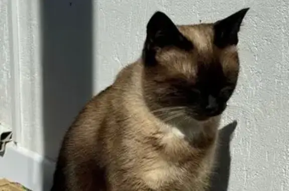 Кошки потеряшки, Талицы, фото: Потеряшка кошка, ул. Ленина, 10, Талицы