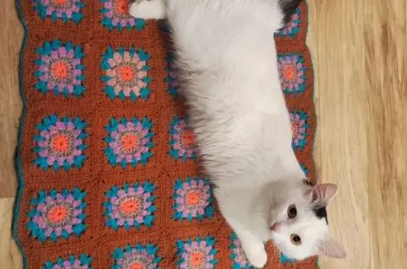 Кошки потеряшки, Тула, фото: Потеряшка кот Лютик, ул. Фрунзе, 25, Тула