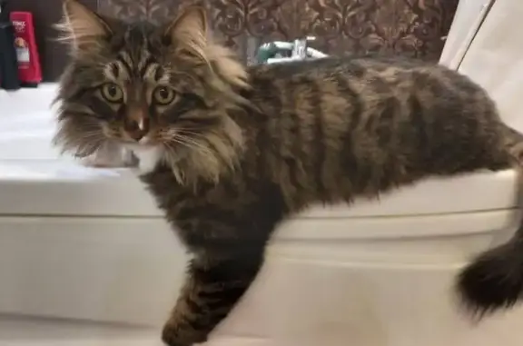 Пропала кошка, ул. Ленина, Сабуровка