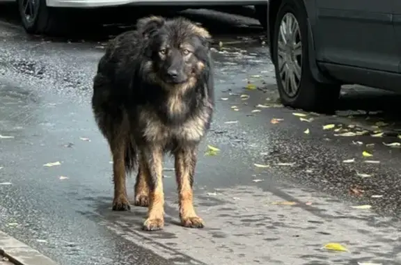 Собака найдена: Косинская ул., 22, Москва