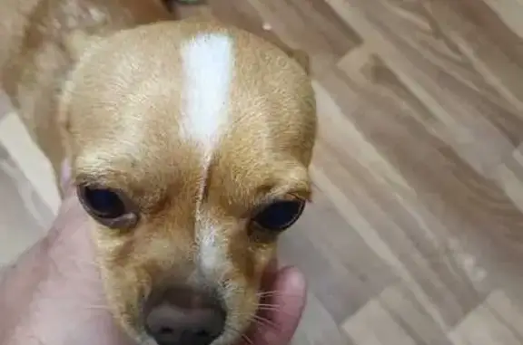 Найденные животные Кемеровская область, фото: Нашли собаку в СНТ Дельфин, Прокопьевск