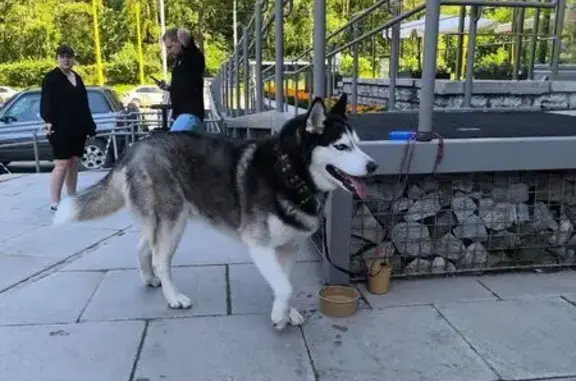 Найдена собака, Новосибирск, фото: Хаски найдена у гостиницы, Ильича 10