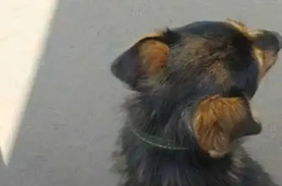 Собака найдена: Щёкинское шоссе, 5, Тула