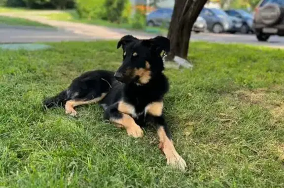 Собака найдена: Брусилова Плавский, 6