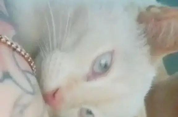 Найдена кошка, Курган, фото: Кошка найдена: Светлая ул., 4, Курган