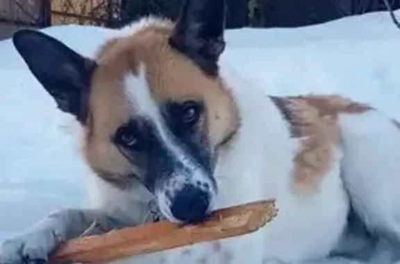 Собаки потеряшки, Москва, фото: Потеряшка собака Лайма, деревня Поляны