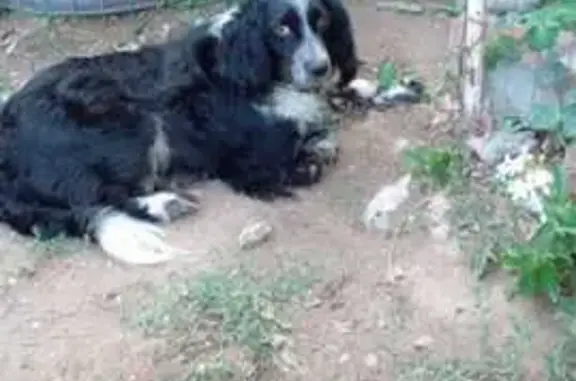 Собаки потеряшки, Астрахань, фото: Потеряшка собака, Красная наб. 94, Астрахань