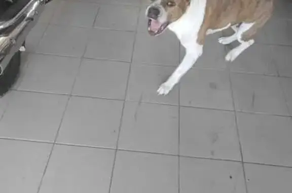 Собаки потеряшки, Ногинск, фото: Потеряшка собака, Ногинск, Соборная 4А