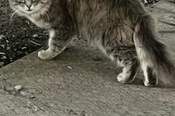 Найдена кошка, Взлётная 30, Красноярск