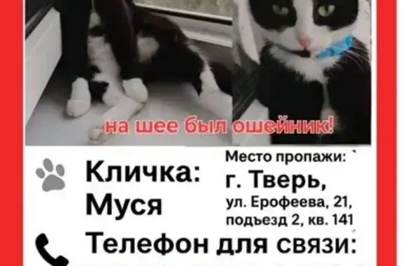 Кошки потеряшки, , фото: Потеряшка кошка, ул. Ерофеева, 21, Тверь