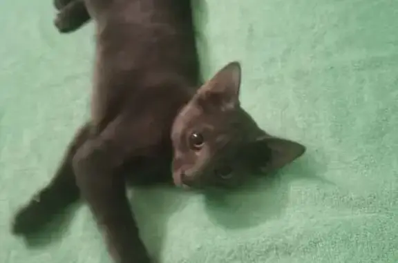 Кошка найдена: Олимпийская ул, 18, Самара