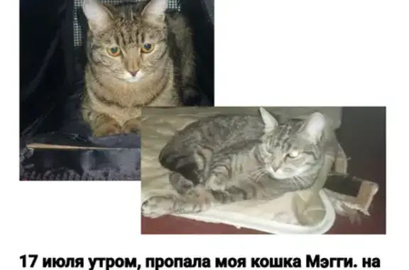 Пропала кошка, 32К-2, Новокузнецк