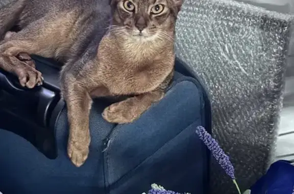 Пропала кошка, Пресненская ул., 32