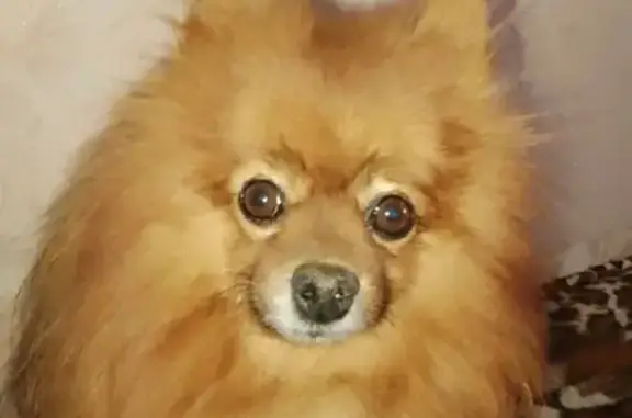 Собаки потеряшки, Вологодская область, фото: Потеряшка собака Рыжий, Вологодская обл.