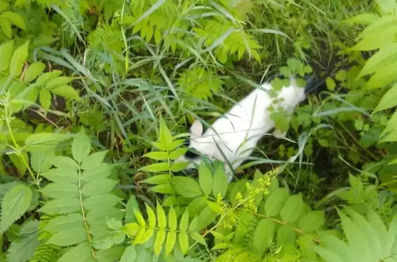 Кошки найдены: Комсомольский пр., 31, Сургут