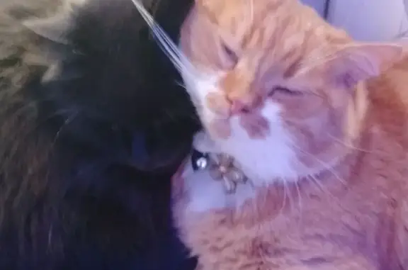 Кошки потеряшки, Луганск, фото: Потеряшка кошка, Луганск, квартал Шевченко