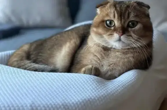 Пропала кошка, Чална, 86К-17