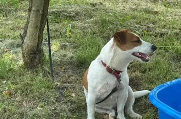 Собака найдена: Цветочная ул., 3А, Ярославль