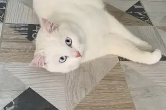 Кошки потеряшки, Коммунарка, фото: Потеряшка кошка, Коммунарка, Сосенский 5