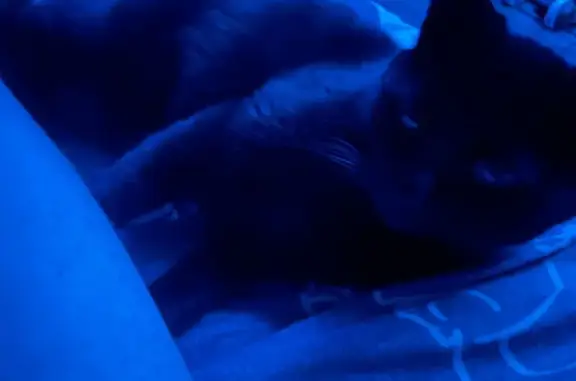 Кошки потеряшки, Вологда, фото: Потеряшка кошка, Северная ул. 30, Вологда