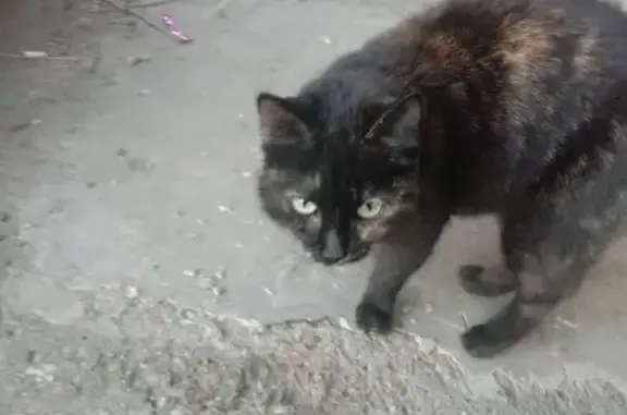 Кошка найдена на ул. Розы Люксембург, 313
