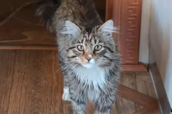 Кошки потеряшки, Хабаровск, фото: Потеряшка кошка, Архаринская 32, Хабаровск