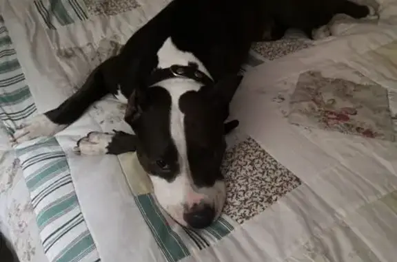 Найденные животные Омск, фото: Собака найдена, ул. Бородина, Омск