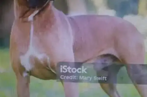 Собака найдена: Раушская наб., 16, Москва