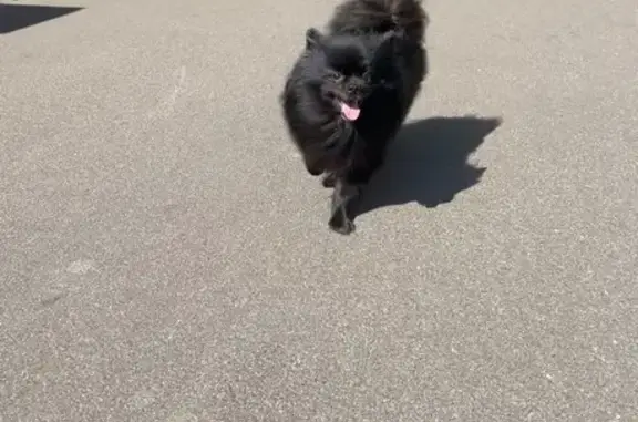 Найдена собака, Великий Новгород, фото: Шпиц найден: Славная ул., 52, Вел. Новгород