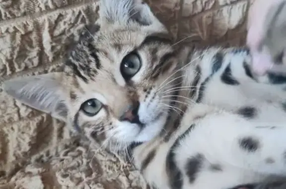 Пропала бенгальская кошка, ул. Косарева 5 к2