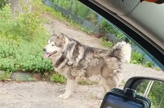 Мохнатая лайка найдена, Погодина 7, Владимир