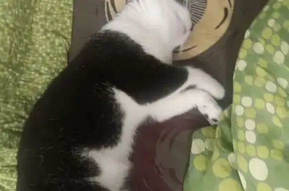 Кошки потеряшки, Новопокровская, фото: Потеряшка кошка, Пролетарская 10Б, Новопокровская