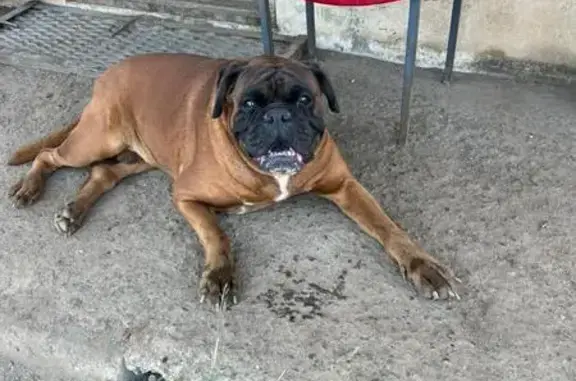 Собака найдена: Торфяная ул, 42, НН