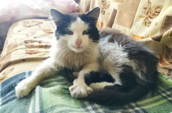 Объявления о пропавших и найденных животных, Белорецк, фото: Кошка найдена, Белорецк, Башкортостан