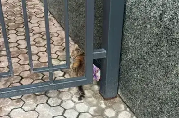Кошка найдена: Воронцовская ул, 1/3 с2А