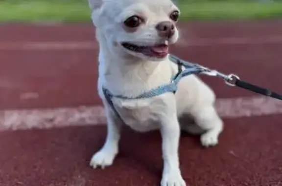 Собаки потеряшки, Шадринск, фото: Потеряшка чихуахуа, ул. Ленина, 206