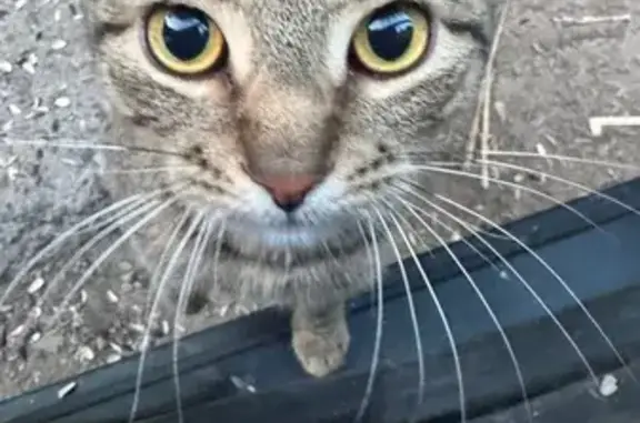 Кошка найдена, ул. Свердлова, 38Б