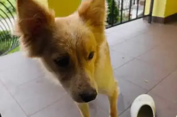 Найденные животные Калининград, фото: Найдена собака, Андреевская 58, Калининград