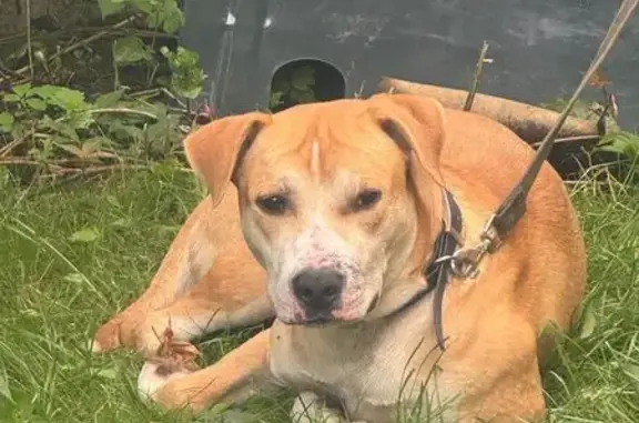 Найдена собака Джек, ул. Севастьянова, 7 к2