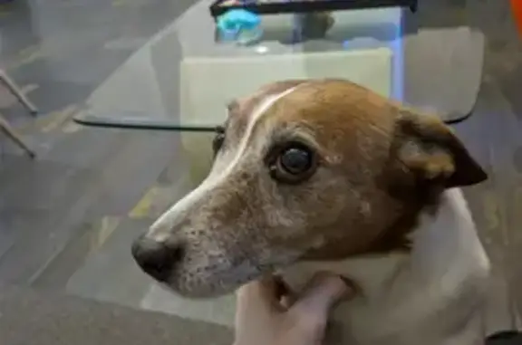 Собаки потеряшки, Калининград, фото: Потеряшка собака, Артиллерийская 83, КГД