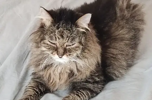 Пропала кошка, ул. Орджоникидзе, 67